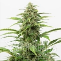 critical_20auto_ts.jpg