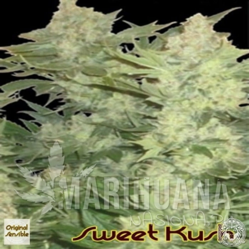 sweet-kush-seeds-original-sensible_1.jpg