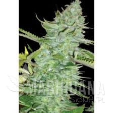 Skunk Afghani - Original Sensible Seeds