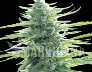 Pure Africa - Original Sensible Seeds