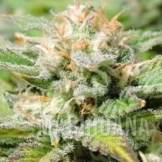 auto-black-jh-feminized.jpg