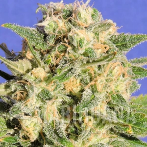 Auto Destroyer - Original Sensible Seeds