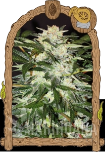 Monster Mush Auto - EXOTIC SEED