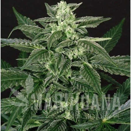 7768-seeds-triple-a-auto-exotic-seeds.jpg