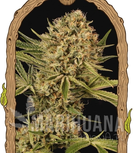 exotic-seeds-herz-og.jpg