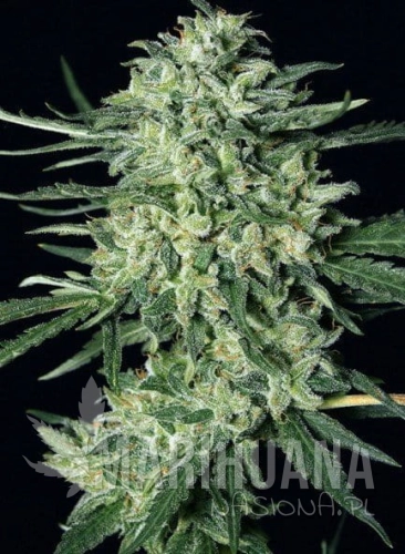 exotic-seeds-quick-mass.jpg