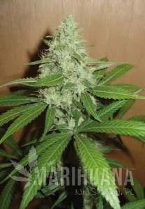 Mango - EXOTIC SEED