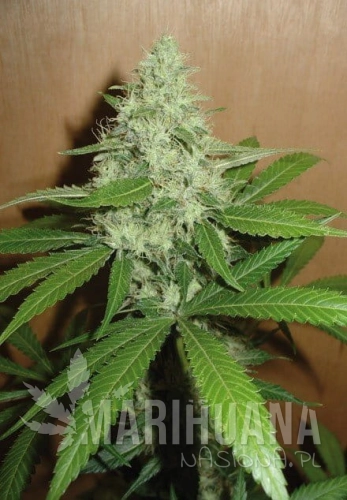 FANTASEEDS - Mango.jpg