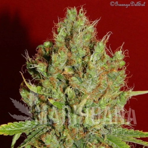 FRENCH TOUCH SEEDS - Renaissance.jpg