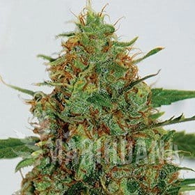 C99 - G13 LABS
