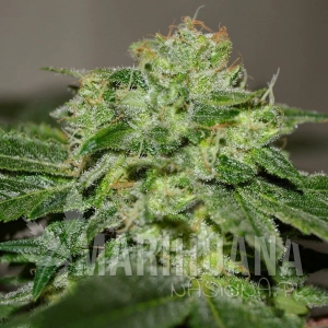 Chocolate Heaven - G13 LABS