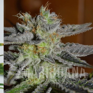 Double Black - G13 LABS