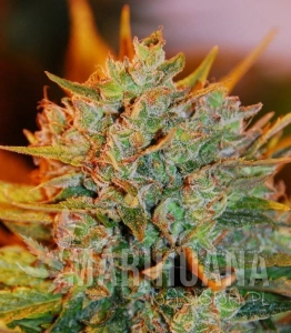 Gigabud - G13 LABS