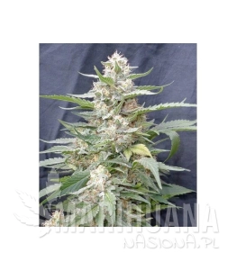 Lemon Amber Kush - G13 LABS