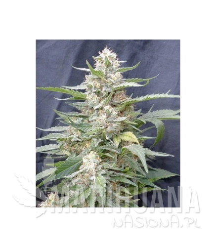 g13-labs-lemon-amber-kush.jpg
