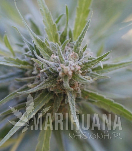 g13-labs-midnight-kush.jpg