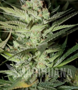 Mozzarella - G13 LABS