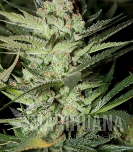 g13-labs-mozzarella.jpg