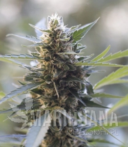 Northern Lights x Skunk - G13 LABS