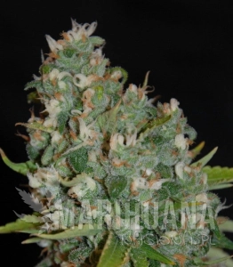 G13 LABS - OG13