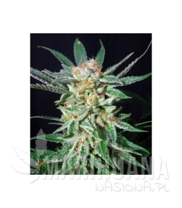 Orange Cinnamon Swirl - G13 LABS