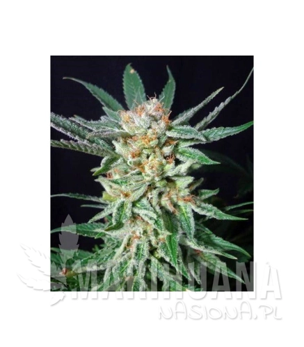 g13-labs-orange-cinnamon-swirl.jpg