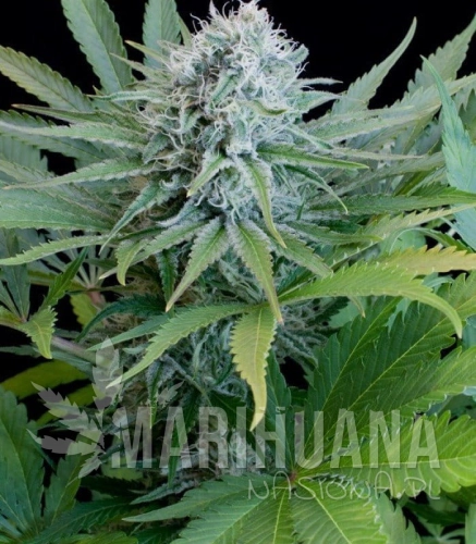 g13-labs-peach-puree-cbd.jpg
