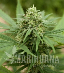 Pineapple Express #2 - G13 LABS