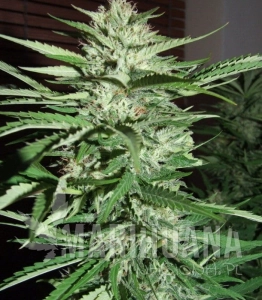 Pineapple Express - G13 LABS