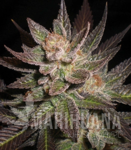 g13-labs-purple-haze.jpg