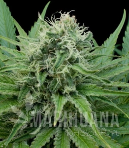 Raw Diesel - G13 LABS