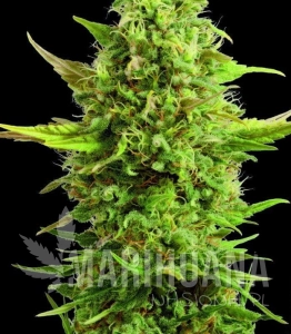 Royal Kush - G13 LABS