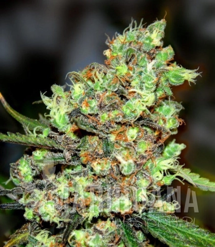 g13-labs-skunk-1.jpg