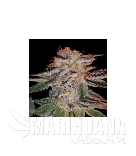 g13-labs-strawberry-eclair.jpg