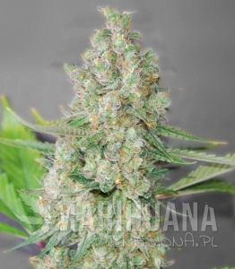 Super Skunk - G13 LABS