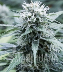 Sweet Amnesia - G13 LABS