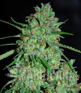 White Critical - G13 LABS