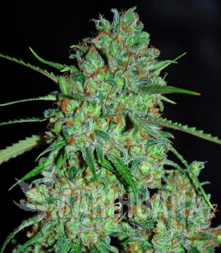 g13-labs-white-critical.jpg