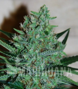 White Lavender - G13 LABS