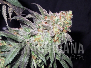 Afghan Kush Early Harvest - WORLD OF SEEDS