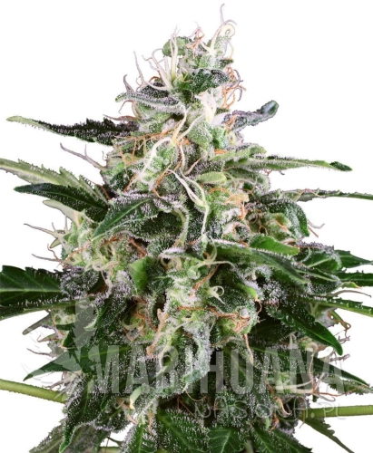whiteskunkautofloweringWhiteLabel.jpg