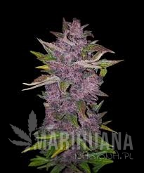 Purple Bud Automatic - WHITE LABEL