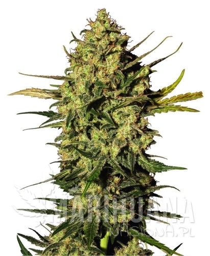 masterkushautofloweringWhiteLabel.jpg