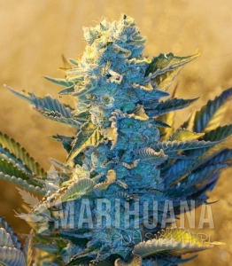 White Widow - G13 LABS
