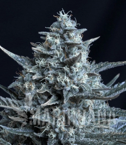 genehtik-seeds-blubonik.jpg