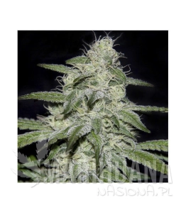 Kritikal Bilbo CBD - GENEHTIK