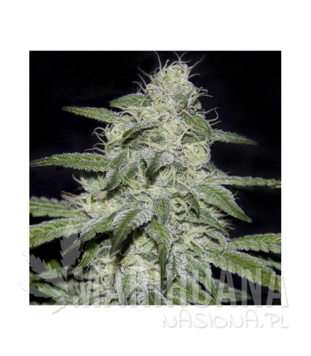 genehtik-seeds-kritikal-bilbo-cbd.jpg