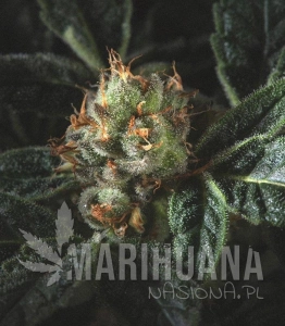 Candyland - GENOFARM