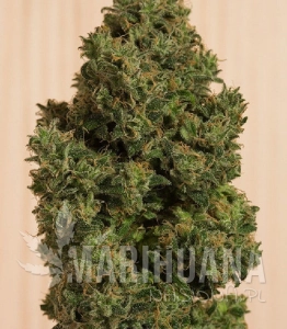Blue Dream CBD - HUMBOLDT SEED