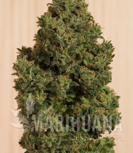 humboldt-seed-organization-blue-dream-cbd.jpg